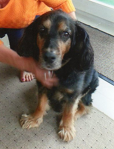 med_Johnny - HD und Cauda Equina.jpg (366 x 480)